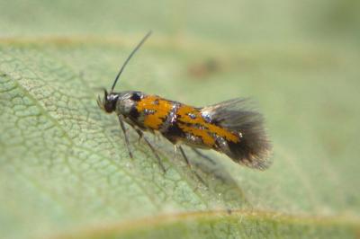 Chrysoesthia drurella