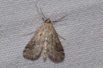 Parapoynx stratiotata