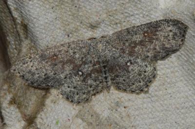 Cyclophora pendularia