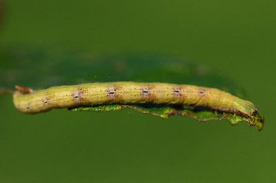 Cabera exanthemata
