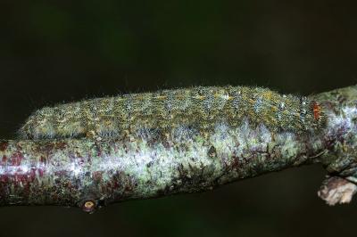 Poecilocampa populi