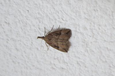 Hypena rostralis