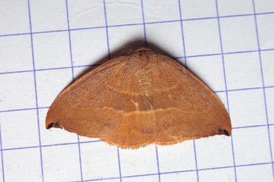 Watsonalla uncinula
