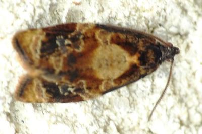 Ditula angustiorana