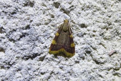 Hypsopygia costalis