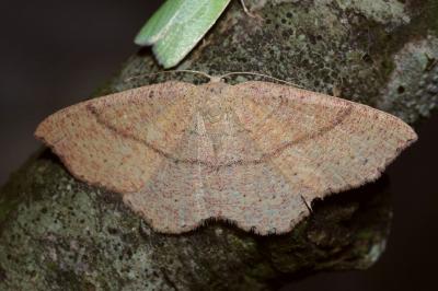 Cyclophora ruficiliaria