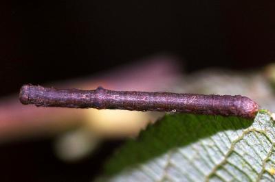 Hypomecis punctinalis