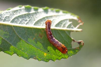Notodonta ziczac