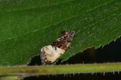 Hedya nubiferana