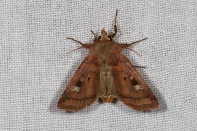 Diarsia rubi