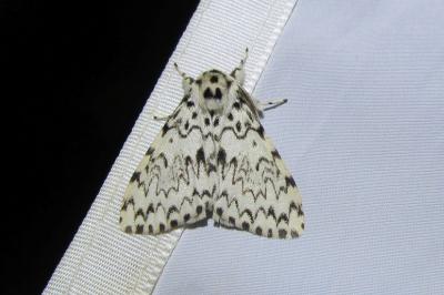 Lymantria monacha