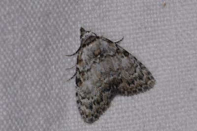 Meganola strigula