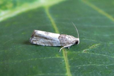 Gypsonoma aceriana