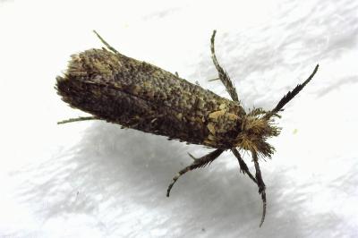 Ochsenheimeria taurella