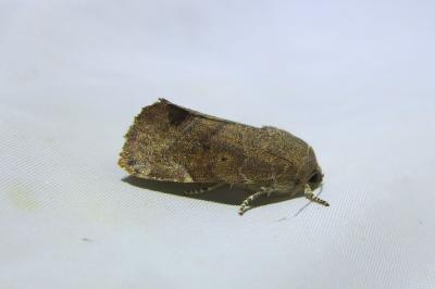 Cosmia affinis
