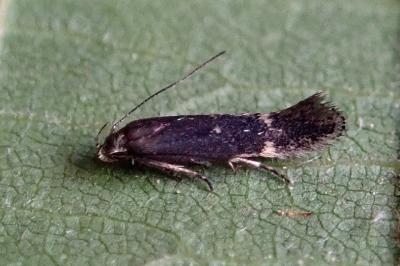 Aproaerema anthyllidella
