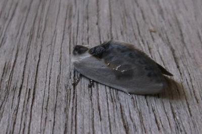 Cilix glaucata