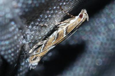 Acrocercops brongniardella