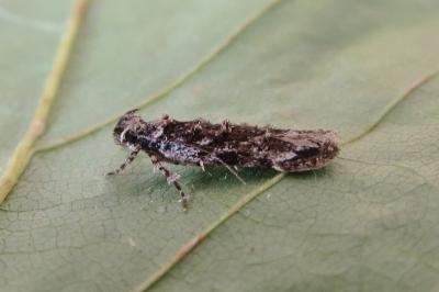 Psoricoptera gibbosella