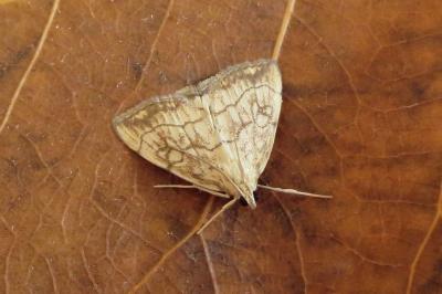 Evergestis pallidata