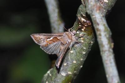 Macdunnoughia confusa