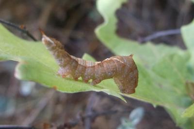 Watsonalla binaria