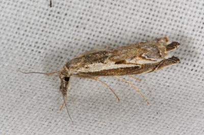 Platytes alpinella