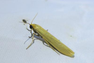 Indalia pygmaeola