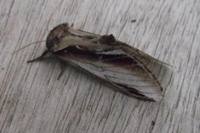 Pheosia gnoma