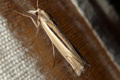 Ancylolomia tentaculella