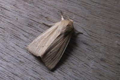 Mythimna straminea