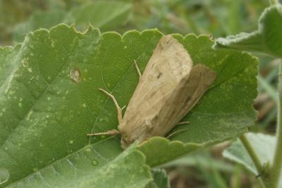 Hydraecia osseola