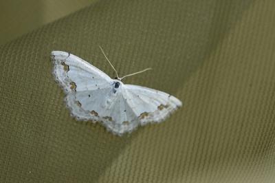 Scopula ornata