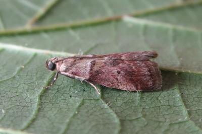 Acrobasis consociella
