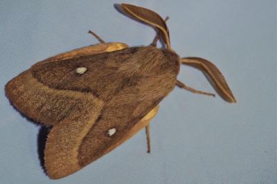 Lasiocampa trifolii