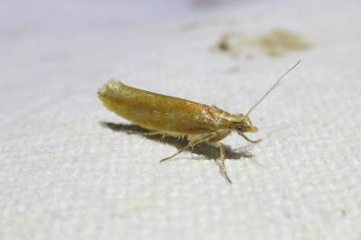 Ypsolopha parenthesella