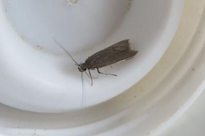 Acompsia cinerella