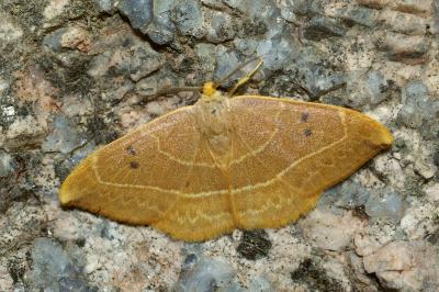 Watsonalla binaria