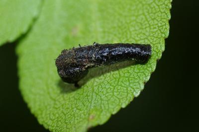 Coleophora anatipennella