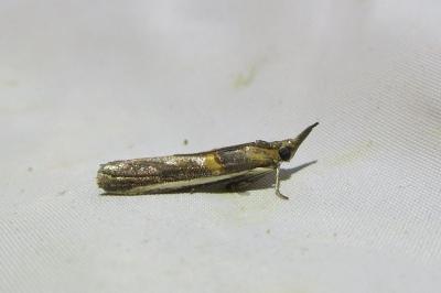 Etiella zinckenella