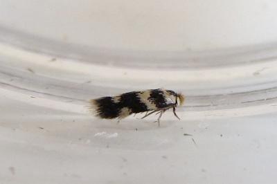 Etainia louisella