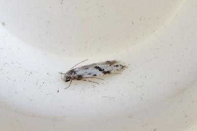 Stenolechia gemmella