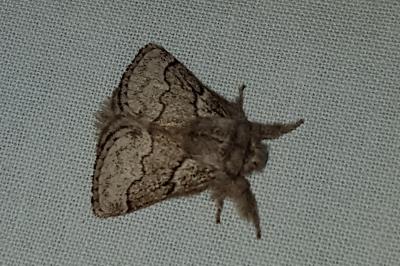Trichiura crataegi