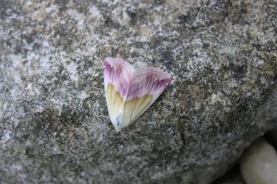 Eublemma purpurina