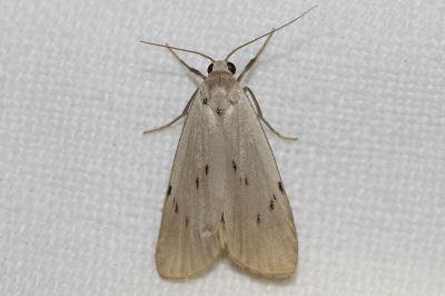 Pelosia muscerda