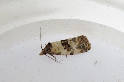 Cochylis molliculana