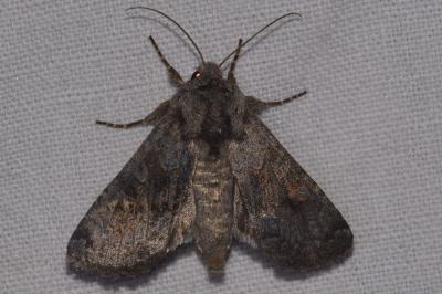 Aporophyla lueneburgensis