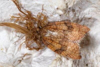 Acleris rhombana