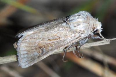 Agrotis graslinii