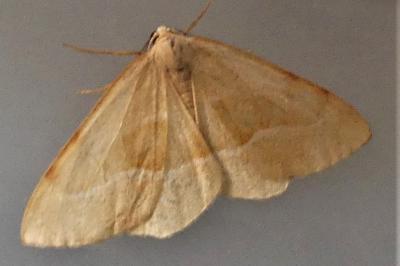 Hylaea fasciaria